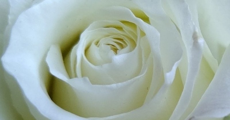 読むhealing 癒しへの旅小説 白薔薇の部屋から おかしいわね 第１２話 恋の始まり の巻 マダム白薔薇 Note