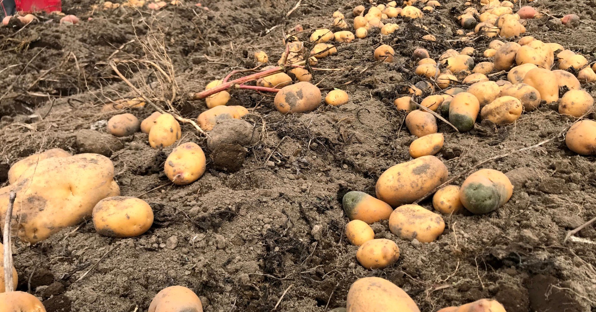 インカのひとみは変わった見た目のじゃがいもです 吉田拓実 さいこうファーム Okhotsk Bihoro Note