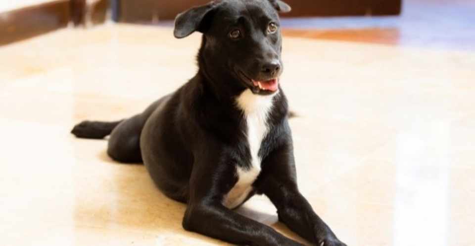 犬の外耳炎の漢方薬 十味敗毒湯の話 ねこちぐら 獣医師 Note