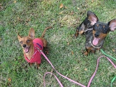 ミックス犬 ハーフ犬 のメリット デメリット 経験者が語るえげつない話 犬雑貨rumka Note ミックス犬 ハーフ犬 のメリット デメリット 経験者が語るえげつない話 犬雑貨rumka Note