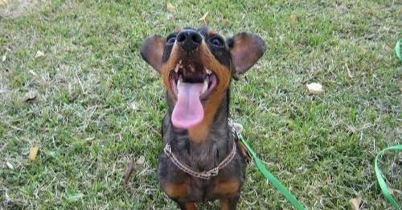 ミックス犬 ハーフ犬 のメリット デメリット 経験者が語るえげつない話 犬雑貨rumka Note ミックス犬 ハーフ犬 のメリット デメリット 経験者が語るえげつない話 犬雑貨rumka Note