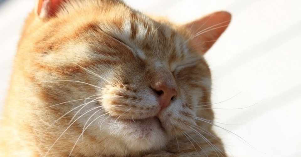 友達の猫 ネコのヒゲ Note