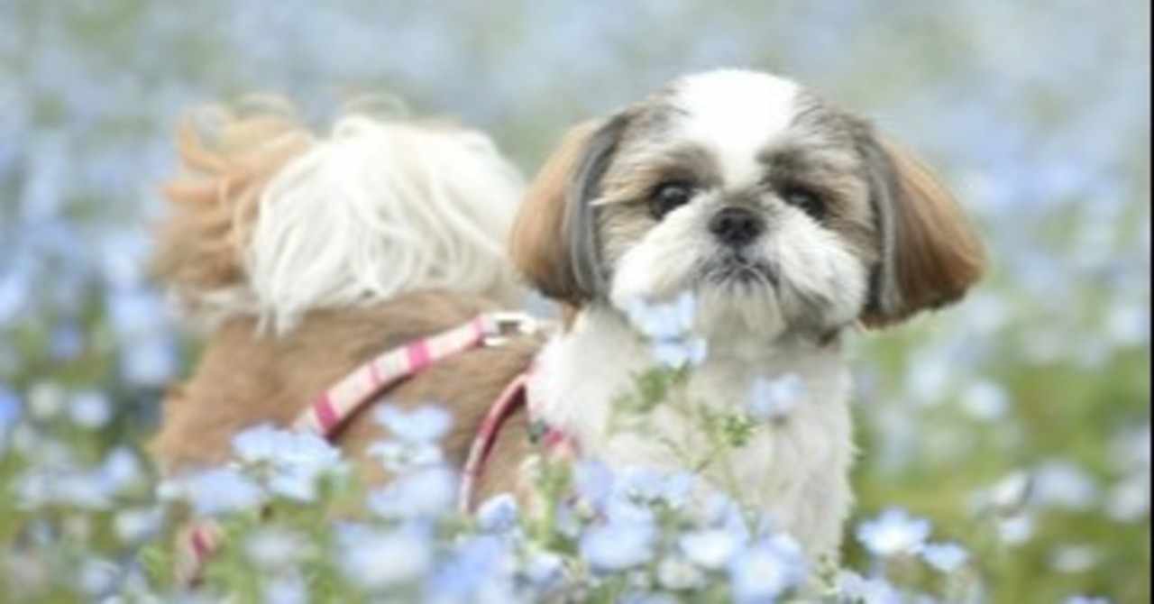 シーズー犬 の新着タグ記事一覧 Note つくる つながる とどける