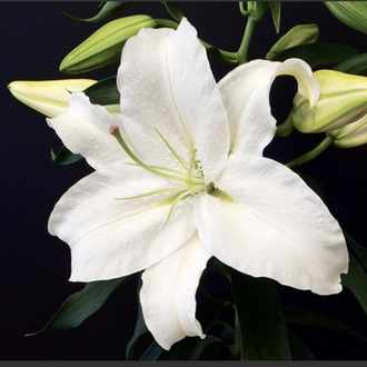 Dhc パワースタイリングマスカラ パワースタイリングマスカラ くるんと上向き オススメです Dhc マスカラ Casablanca Note