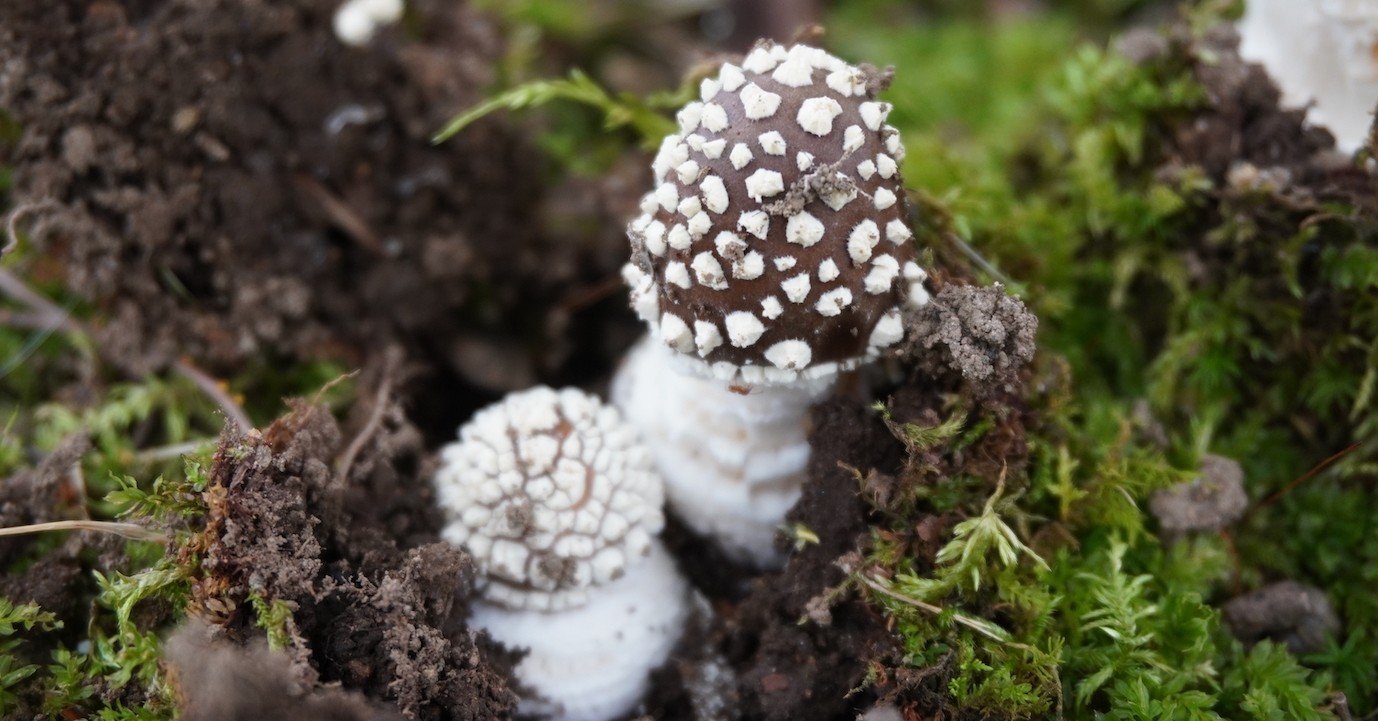 きのこむし　きのこむ神　c103　ロールケーキ飽きたよパーカー白 むしケーキ プレーン 5個 – 木村屋オンラインショップ