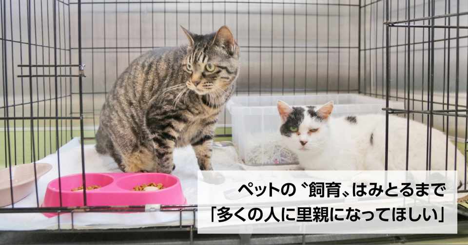 犬猫殺処分ゼロへ譲渡推進 石巻保健所 里親になって 飼い主不明の子猫多く 石巻days 未来都市の生き方 Note