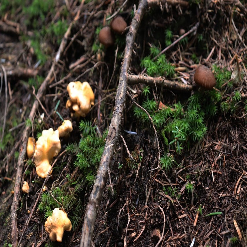 山の天気が悪くても楽しめるキノコ探索 ゆきんこ Note