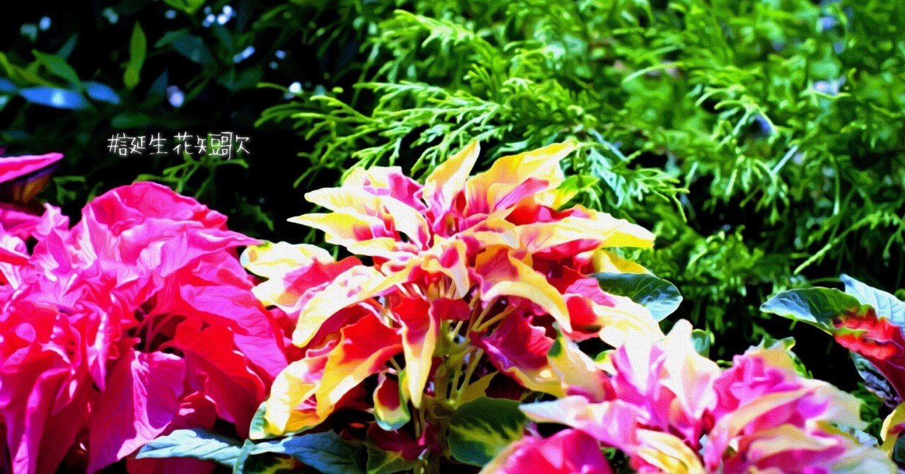 9月25日 誕生花は雁来紅 誕生花短歌 御子柴 流歌 Note