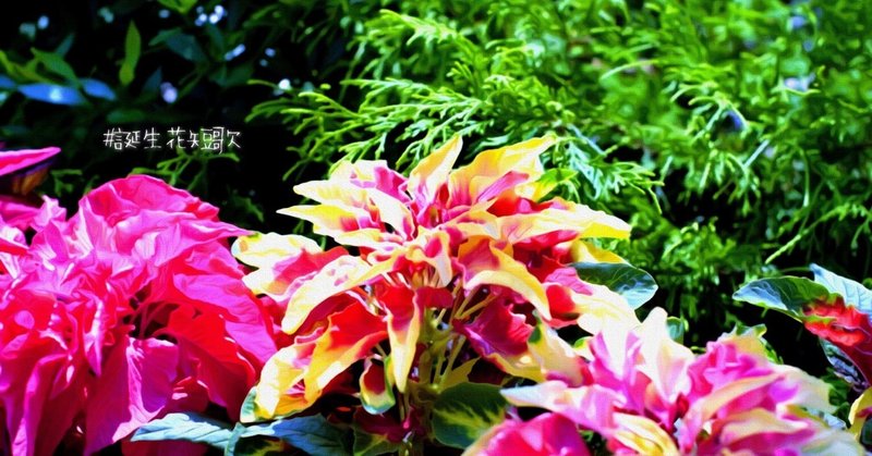 9月25日 誕生花は雁来紅 誕生花短歌 御子柴 流歌 Note