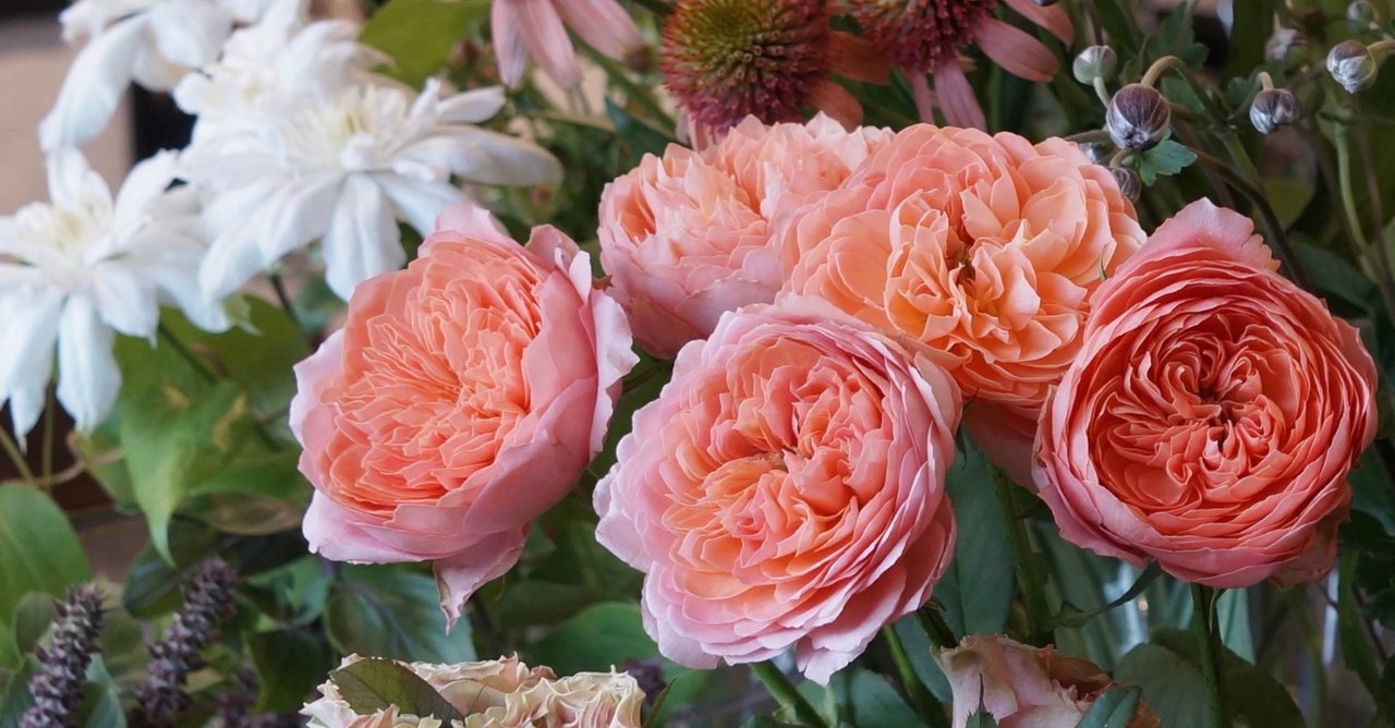 バラ ロマンティックアンティーク｜tocolier