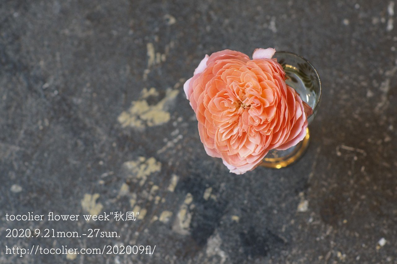 バラ ロマンティックアンティーク Tocolier Note バラ ロマンティックアンティーク Tocolier Note