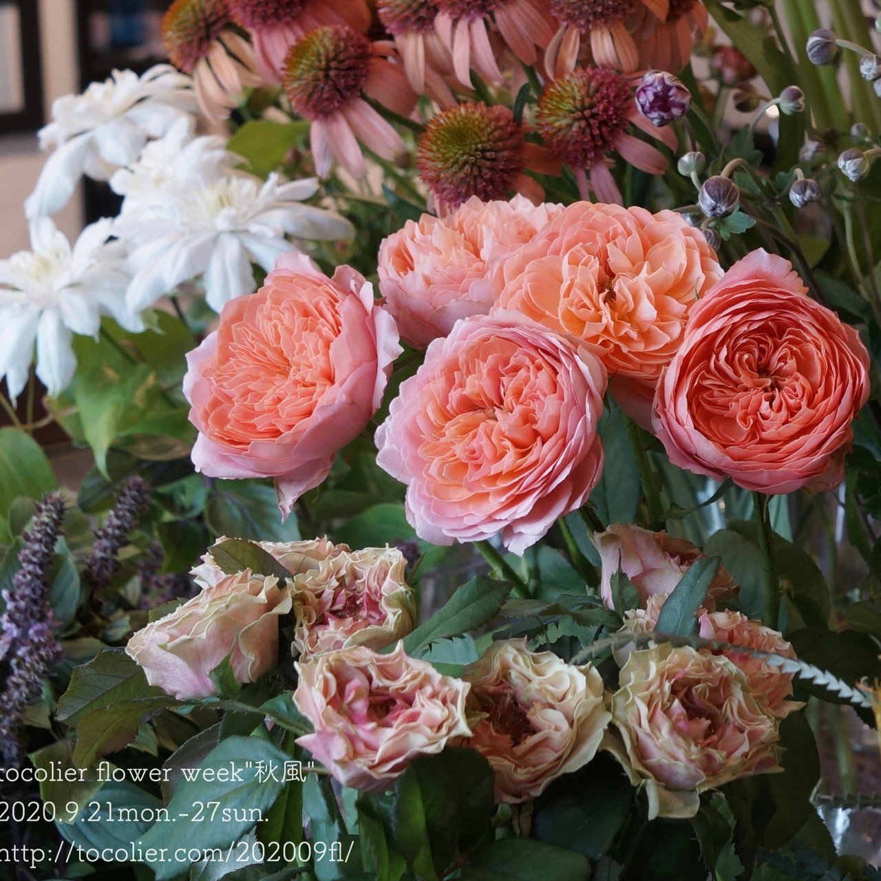 バラ ロマンティックアンティーク Tocolier Note