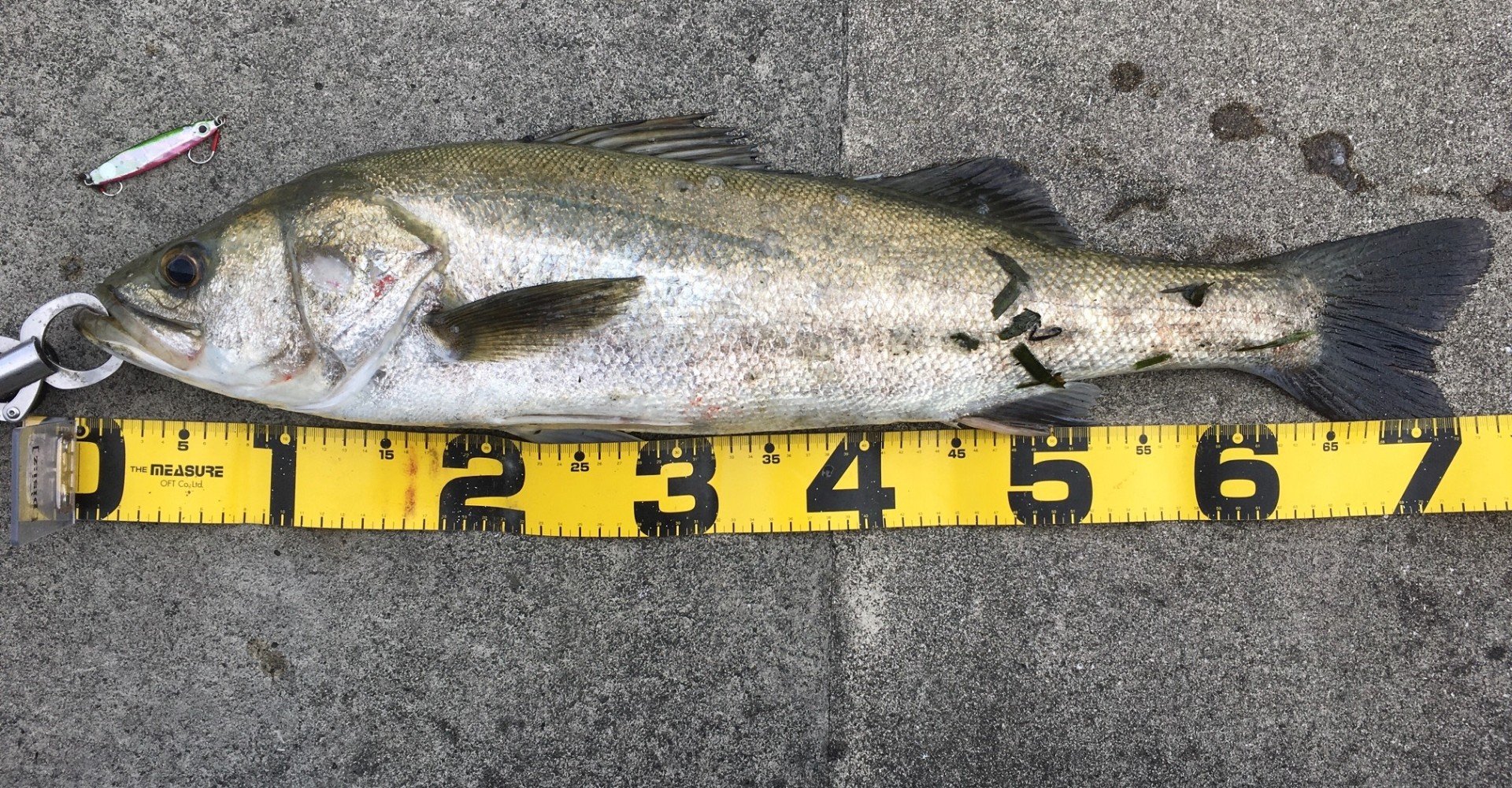 夏と秋の日中に都市型河川でシーバスを短時間で釣る方法 寝るか釣りか ドブ川シーバスゲーム Note