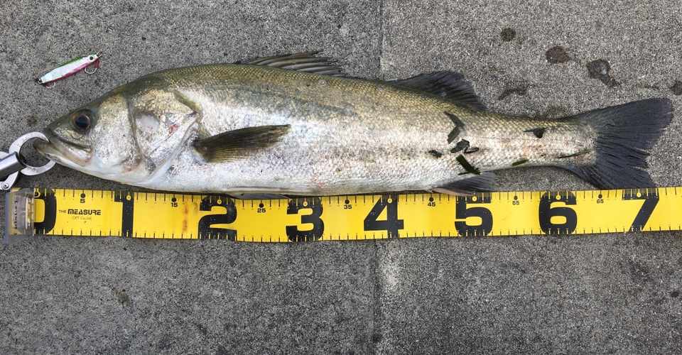 夏と秋の日中に都市型河川でシーバスを短時間で釣る方法 寝るか釣りか ドブ川シーバスゲーム Note