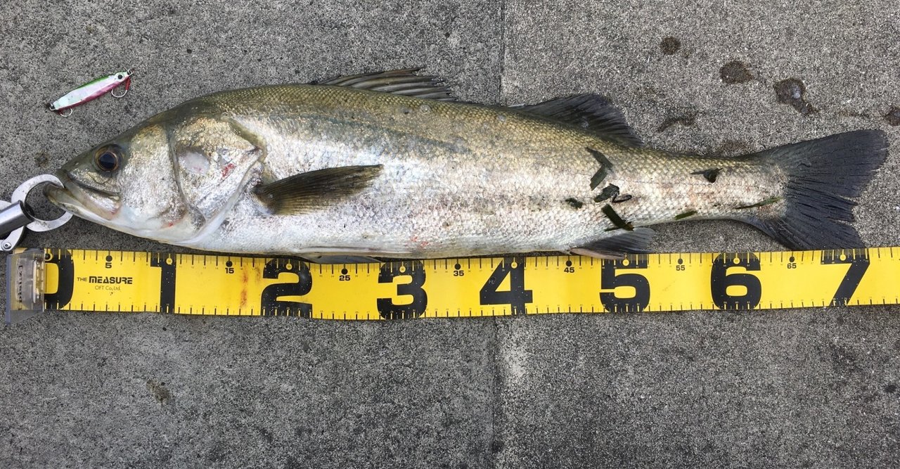 夏と秋の日中に都市型河川でシーバスを短時間で釣る方法 寝るか釣りか ドブ川シーバスゲーム Note