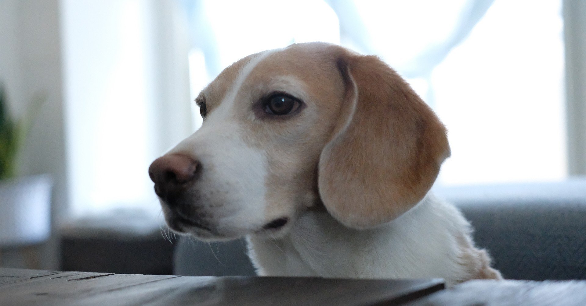 おれもブブカのようにきっと 古賀史健 Note