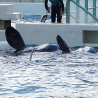 シャチの飼育における事故と人工授精について 主に鴨川シーワールドを例に わかとら Note
