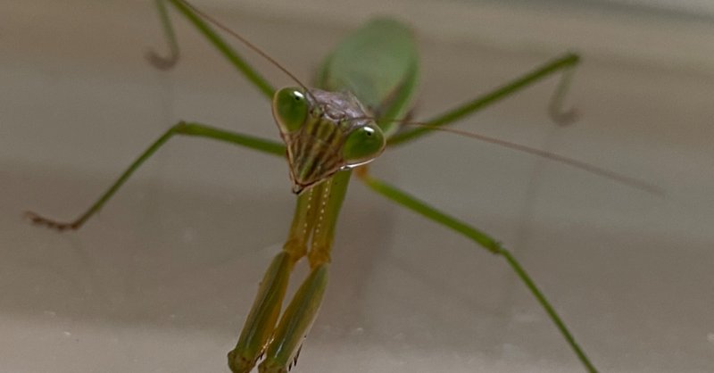 オオカマキリ♀を捕まえた