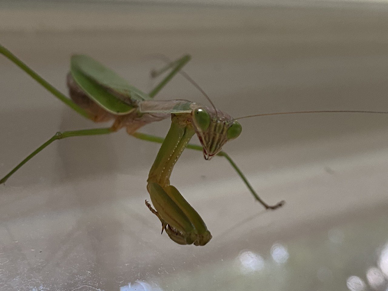 オオカマキリ を捕まえた Noriaki Kawanishi 田舎暮らしデザイナー Note オオカマキリ を捕まえた Noriaki Kawanishi 田舎暮らしデザイナー Note