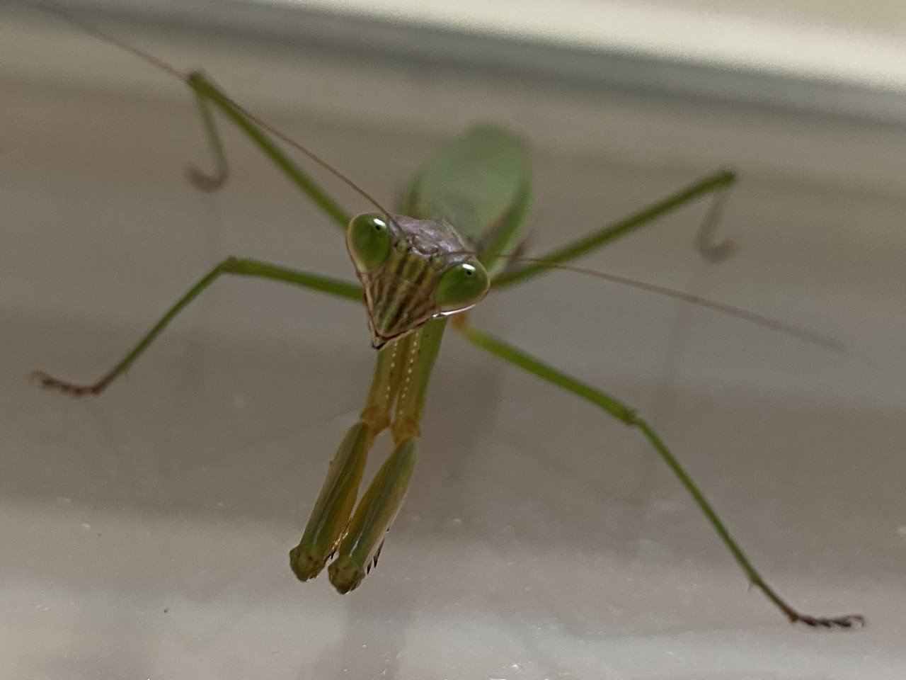 オオカマキリ を捕まえた Noriaki Kawanishi 田舎暮らしデザイナー Note オオカマキリ を捕まえた Noriaki Kawanishi 田舎暮らしデザイナー Note