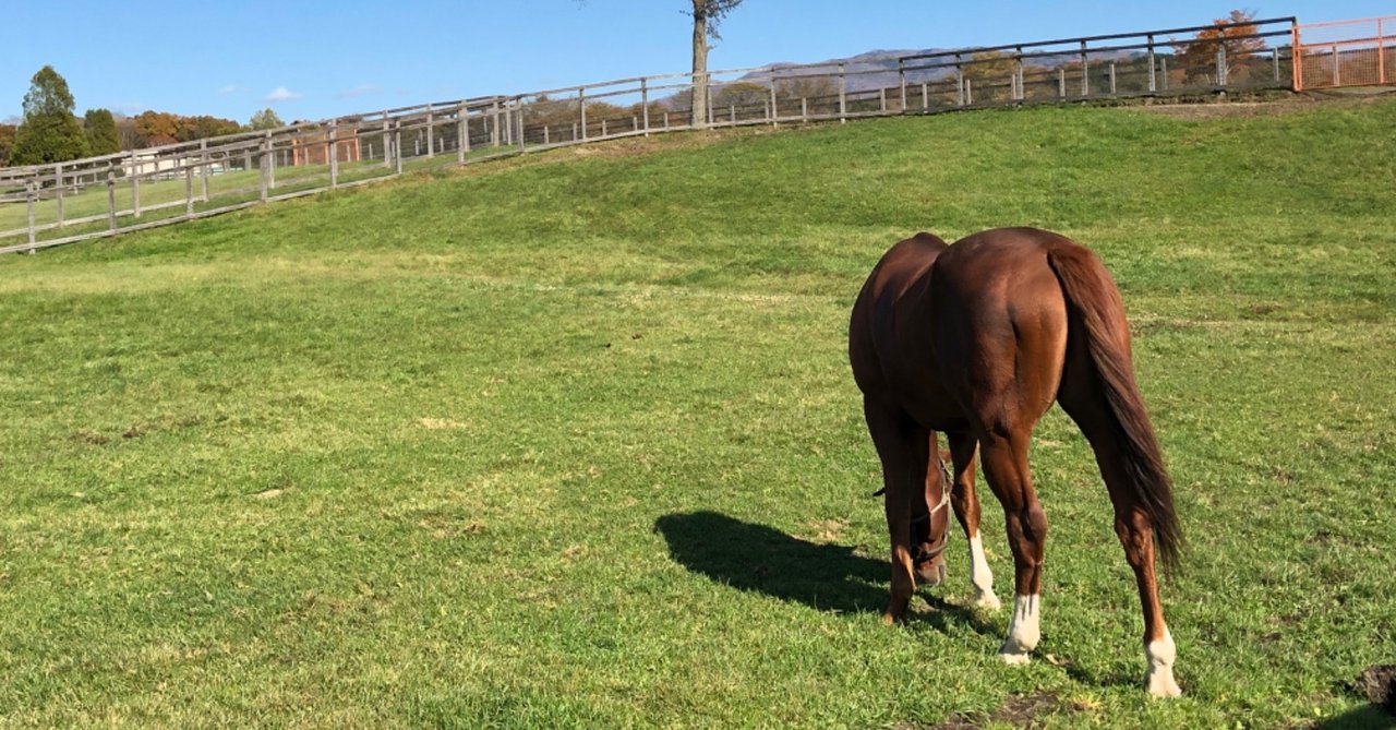 ウオッカはツンデレ オルフェは俺様 競走馬たちの面白エピソードが満載 おがわじゅり的21世紀名馬列伝 ゆずゆ Note