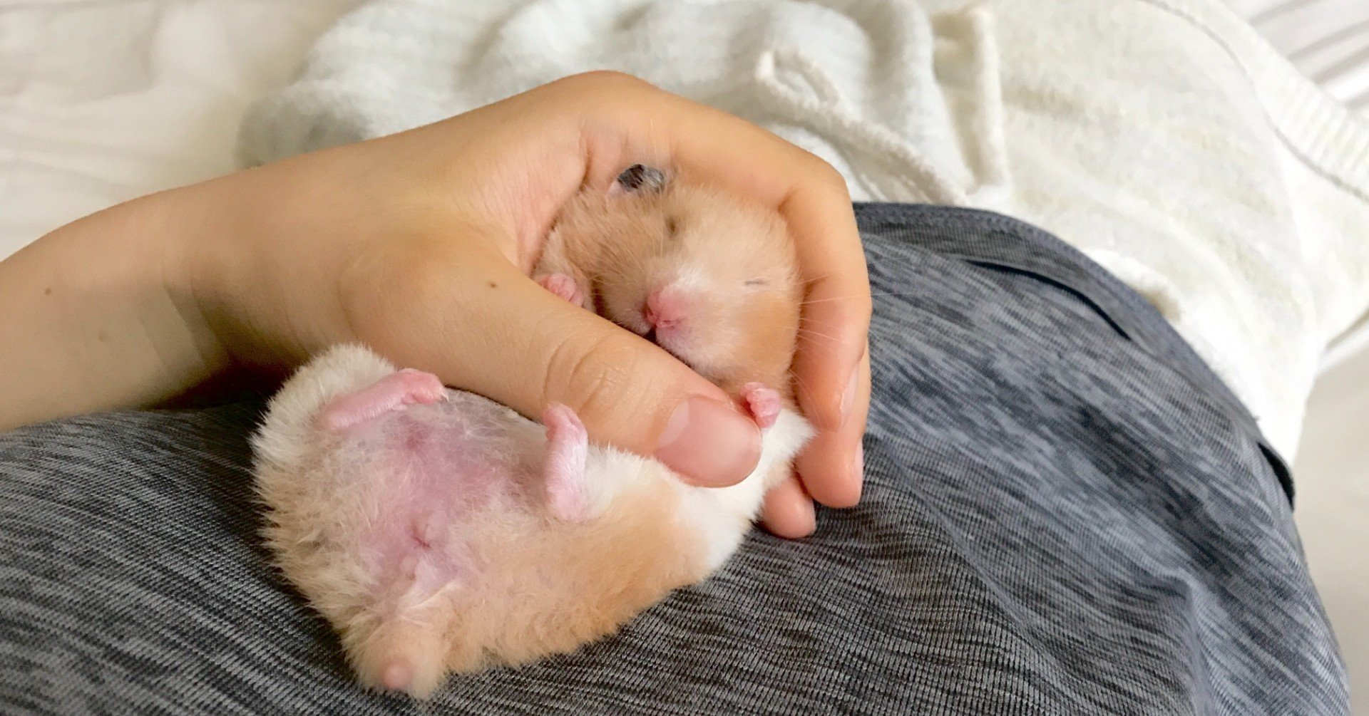 ハムスターの慣らし方 ちの Note ハムスターの慣らし方 ちの Note