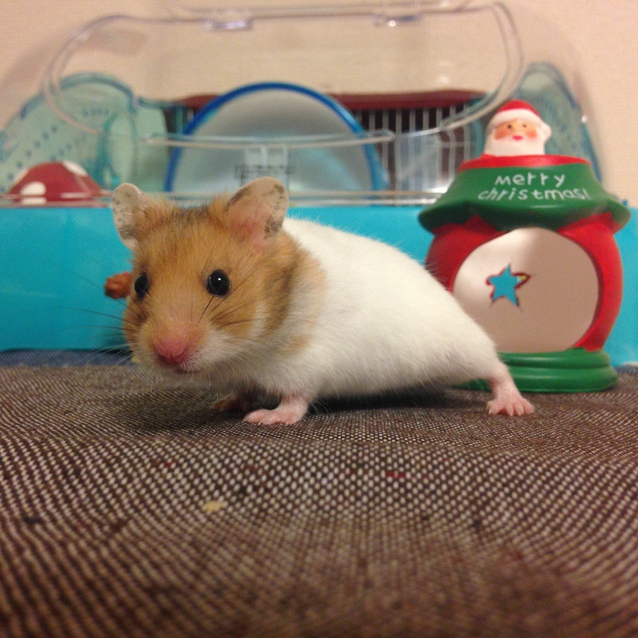ハムスターの慣らし方 ちの Note ハムスターの慣らし方 ちの Note