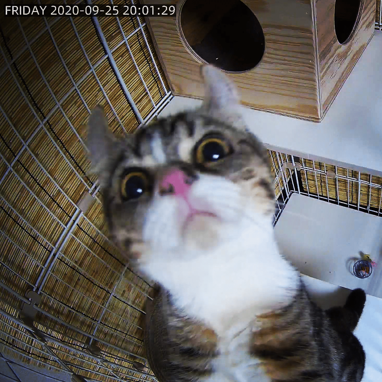 監視カメラを取り付けたら 秒殺で見つかりました こはら 猫の名はハッピー Note