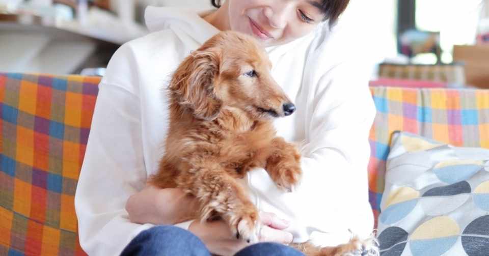 犬のアポキル錠 通販を調査 最安値価格のまとめ Yuka Note