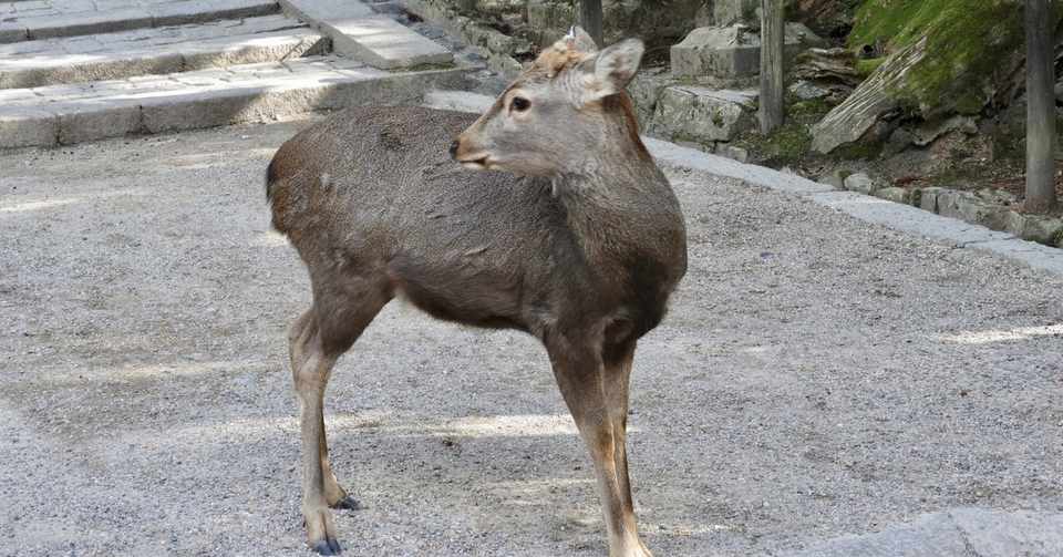 動物が嫌いな私ですが おっちb Note