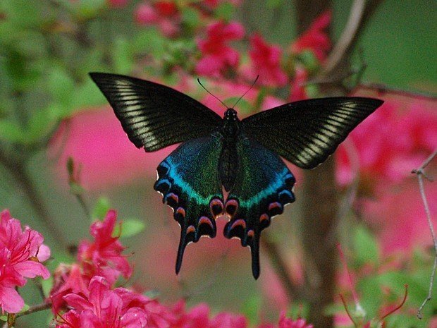 062ミヤマカラスアゲハ｜banyan