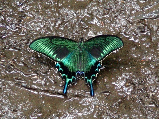 062ミヤマカラスアゲハ｜banyan