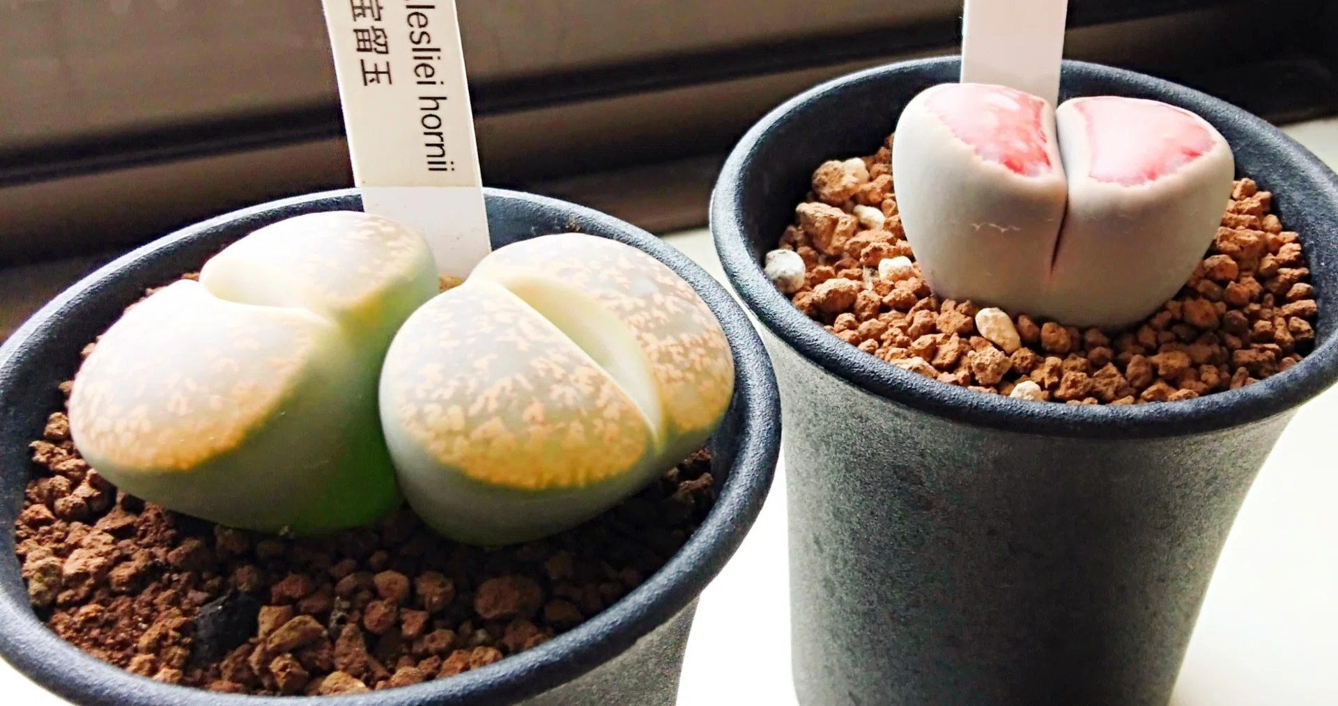 リトープス 紅窓菊章玉 極上 4年生 その他多肉植物 リトープス 紅窓菊章玉 極上 4年生 その他多肉植物