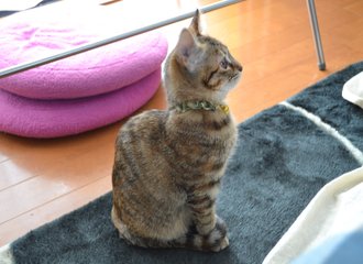 八丁湖の遊歩道を歩いてたら木が倒れて来た 埼玉県東松山市 Itサラリーマン大樹 Note