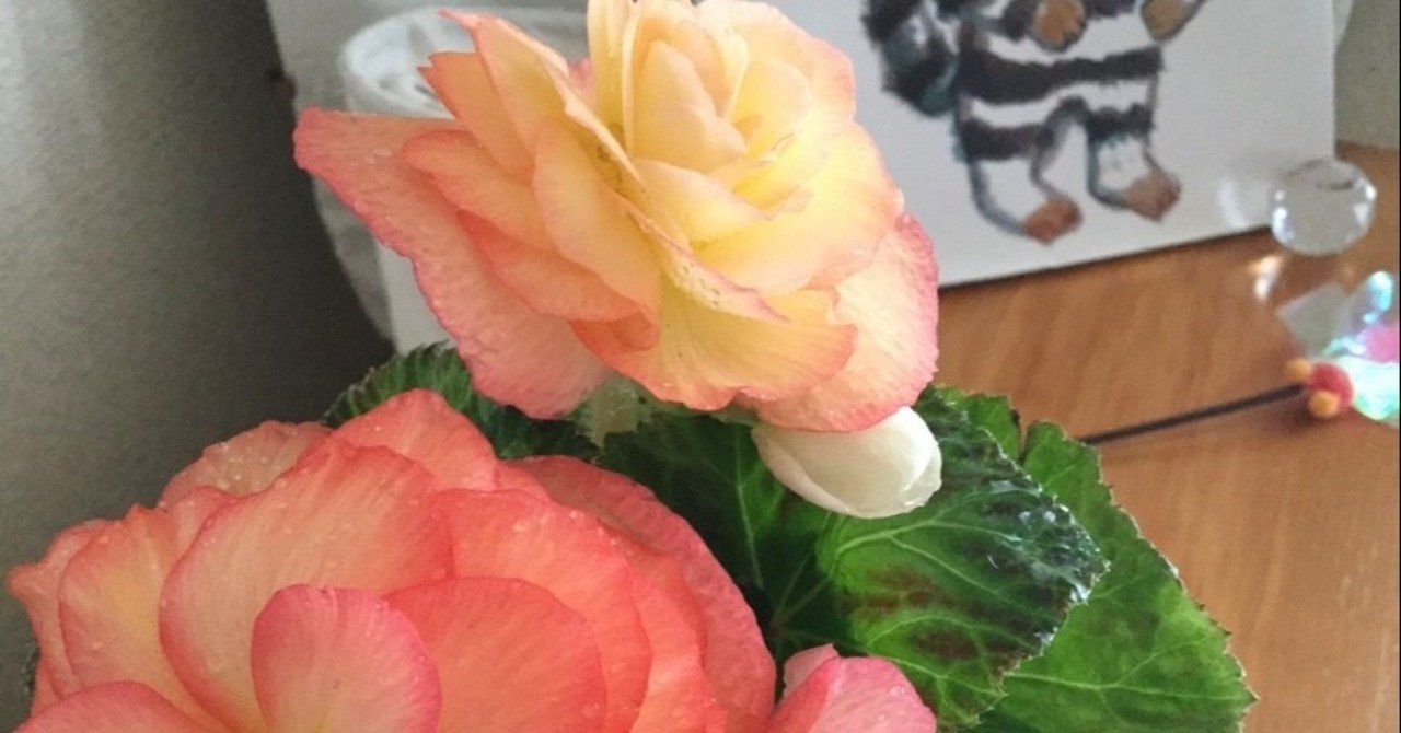 フォーチュンベゴニアの花 白猫コタロウ Note