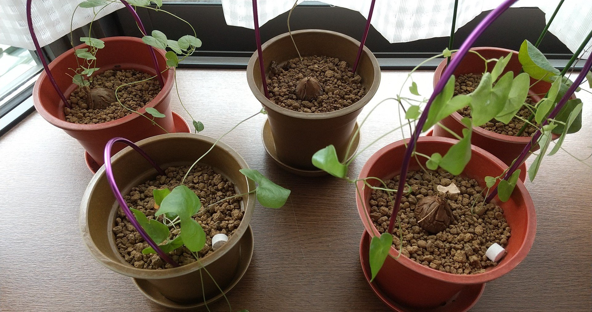 ディオスコレア アフリカ亀甲竜 成長記録 るう Note