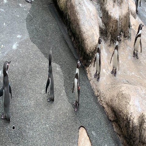 全世界のペンギン好きに贈りたい、下関の水族館・海響館レポート｜ベッチ