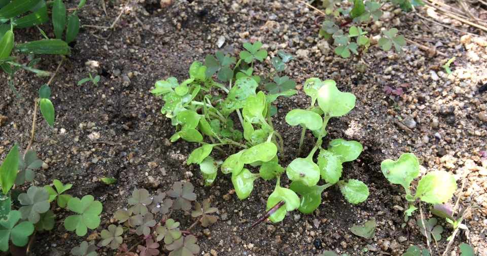 9 26 菜園5ヶ月と6日目 秋蒔きの野菜 なな Note