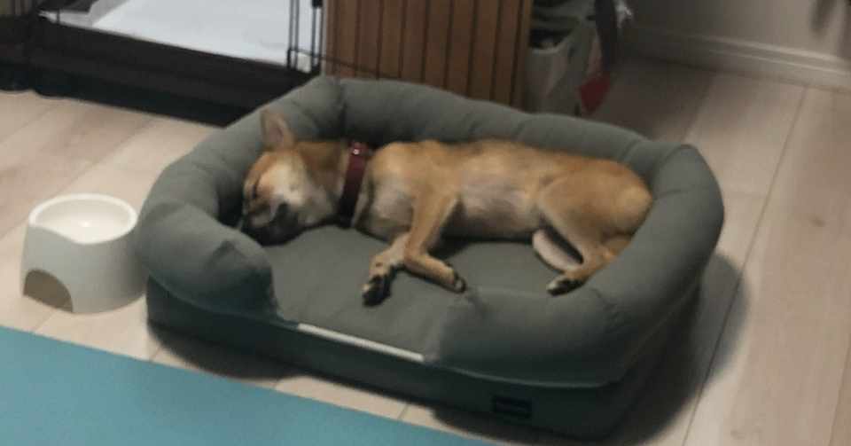 犬がいる生活 その2 アレルギー検査 Taknak Note