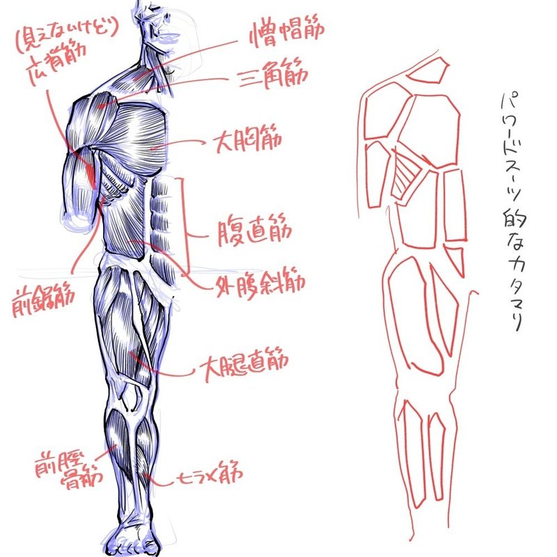 全身前から