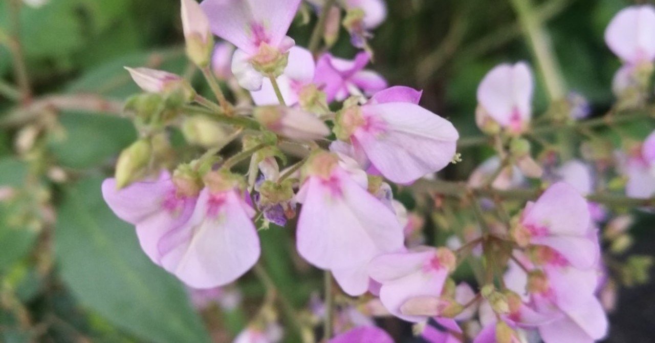 山萩含有のdmtと子宮収縮オーガズム 長澤靖浩 Note 山萩含有のdmtと子宮収縮オーガズム 長澤靖浩 Note