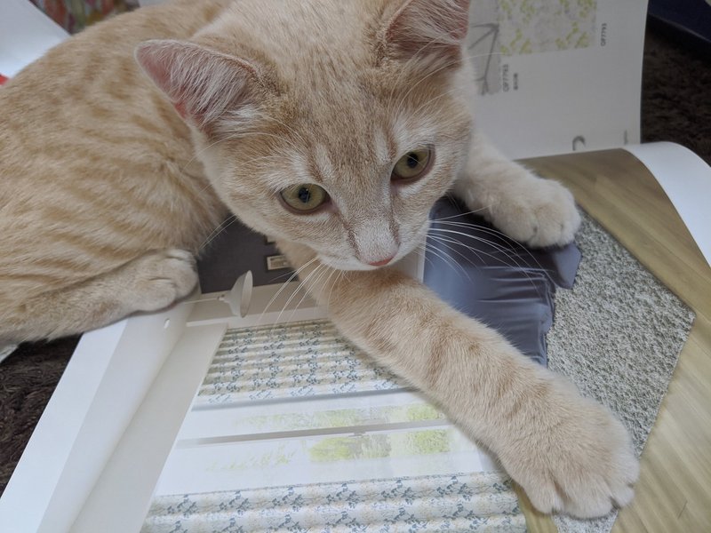 毎日note251日目 猫を飼うのはもちろん大変なことも さゆ Note