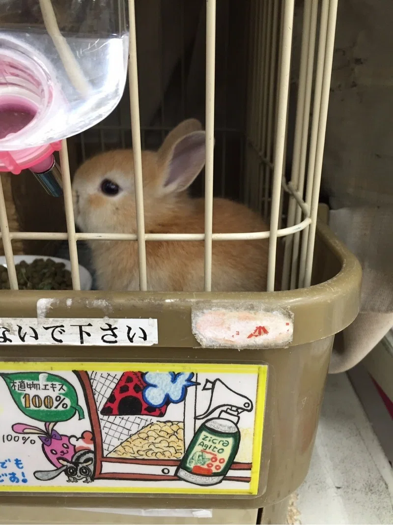 うさぎのロコ君とのお別れの日 Megumi家族とロコ物語 Megumi 死ぬまで食いしん坊 Note