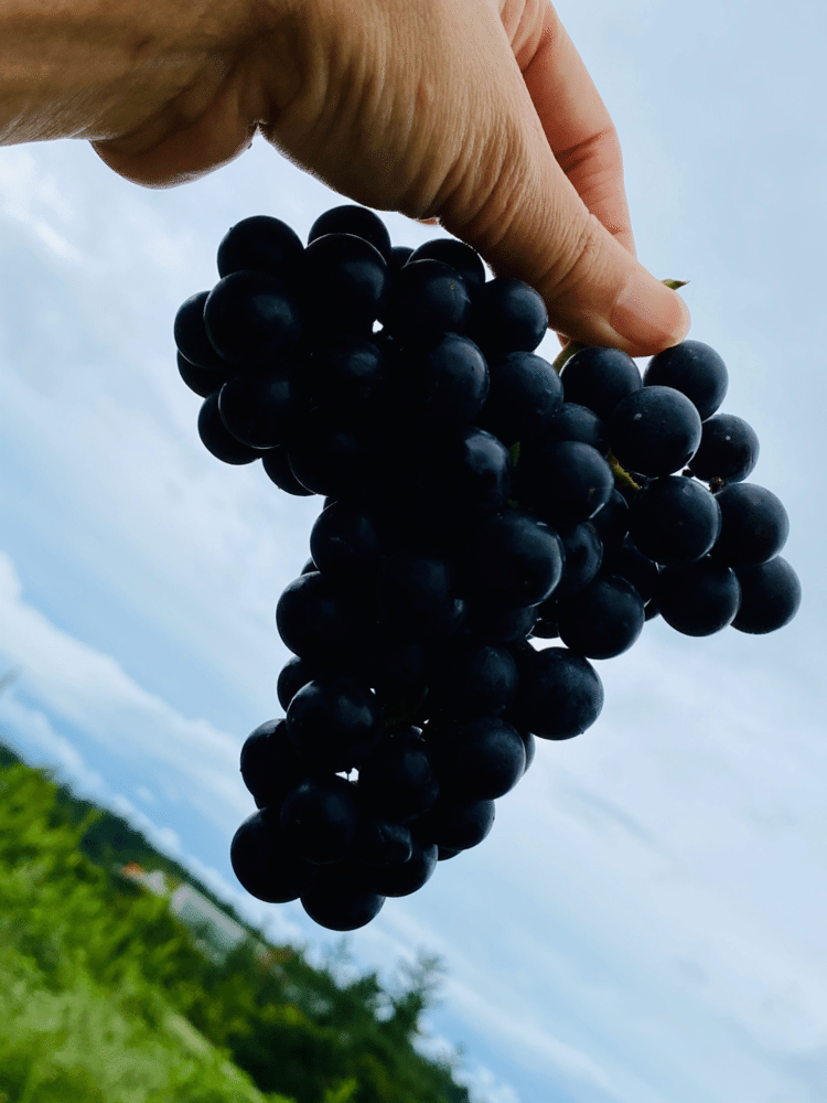 北の国から遥々ブドウがやってきました　「カベルネ・ドルサ」と「カベルネ・ミトス」　原産地はドイツの品種　自社畑のブドウの他に　契約農家さんのブドウも醸造します
#北海道 #黒ブドウ #日本ワイン