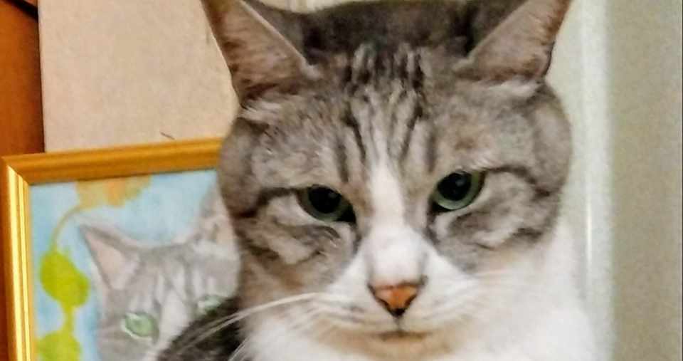 9 25 猫の鳴き声を真似するピングーちゃん アイス Note