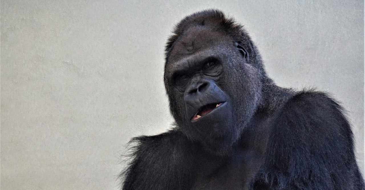 ビーストウォーズ の新着タグ記事一覧 Note つくる つながる とどける