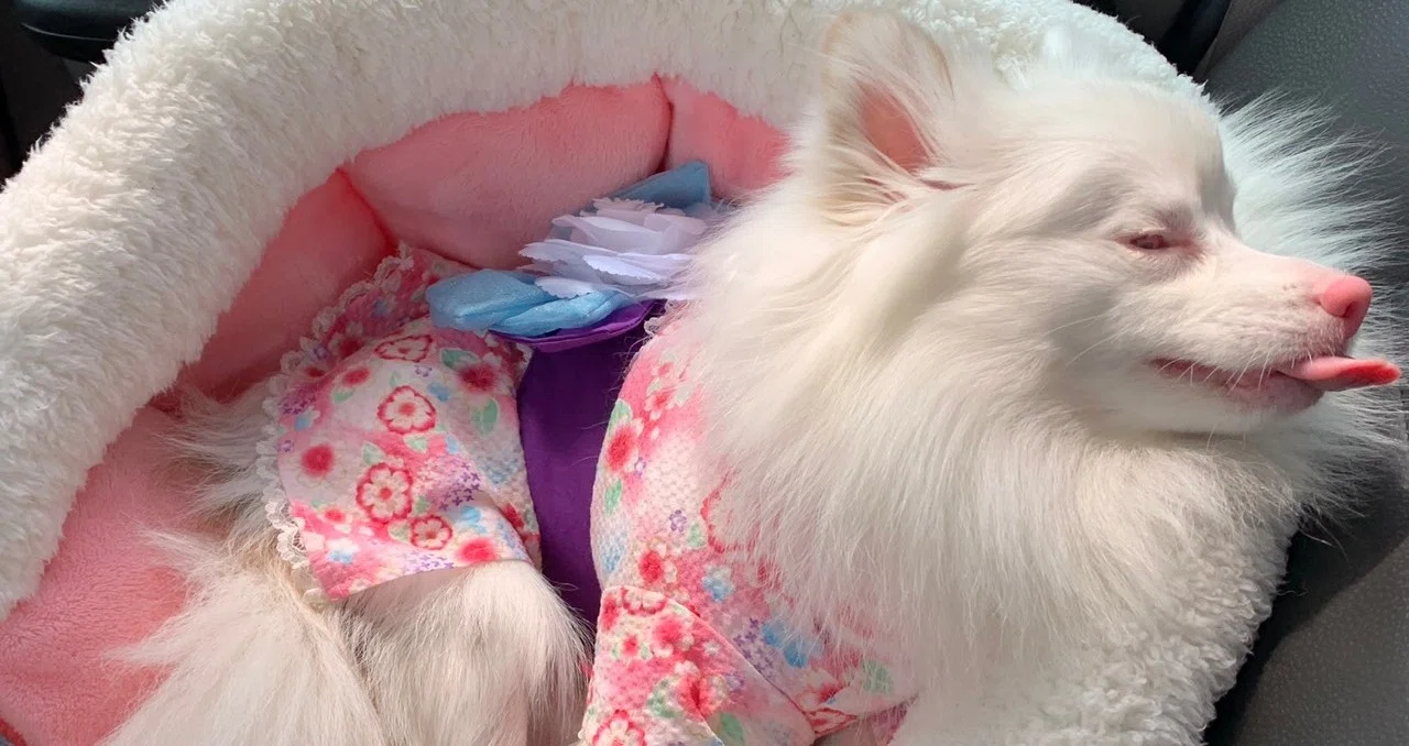 アルビノ看板犬スミレ Nana Note アルビノ看板犬スミレ Nana Note