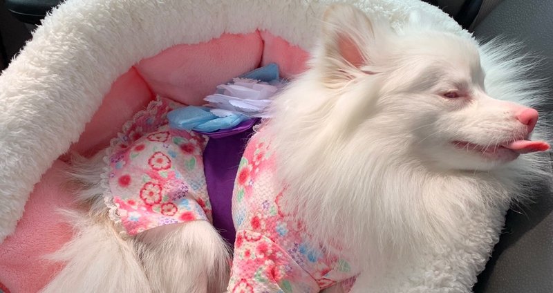 アルビノ看板犬スミレ Nana Note