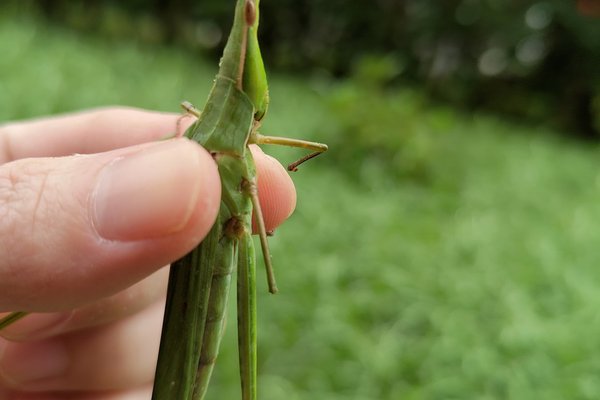 デカいバッタ の新着タグ記事一覧 Note つくる つながる とどける デカいバッタ の新着タグ記事一覧 Note つくる つながる とどける