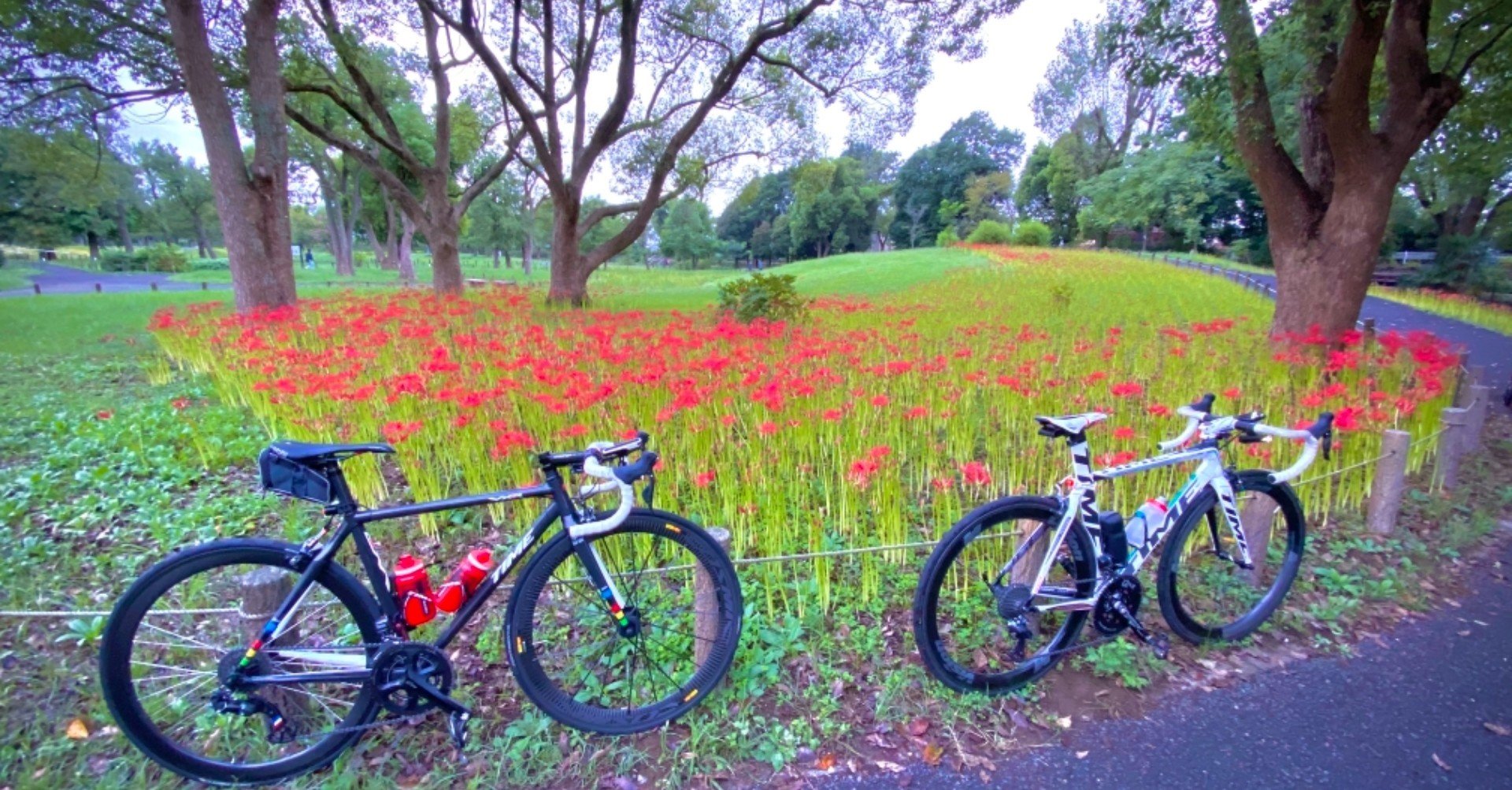 東京でも彼岸花が咲き出しましたね 西川正治 Note 東京でも彼岸花が咲き出しましたね 西川正治 Note